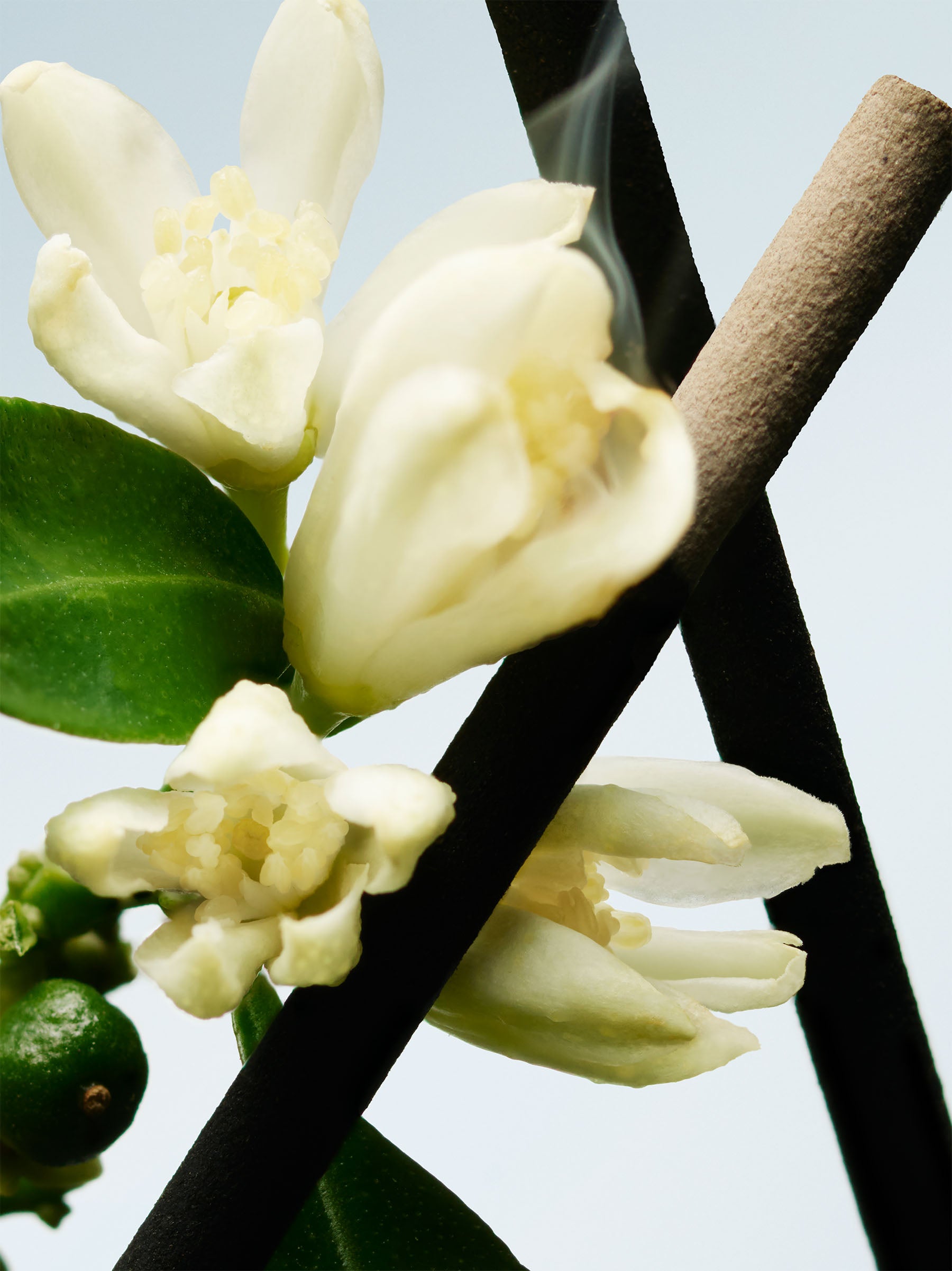 Eau de Toilette Orange Smoke | Dries Van Noten