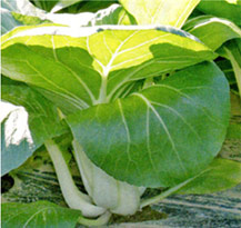 項羽一本太（THN160）[ネギ] - e-種や｜国内最大級の野菜種・花種・苗