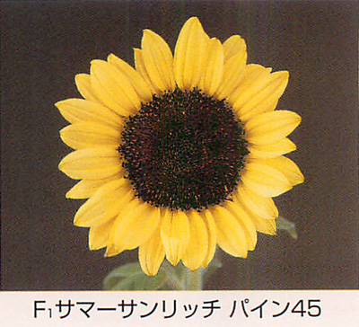 サマーサンリッチ パイン45[ひまわり] - e-種や｜国内最大級の野菜種