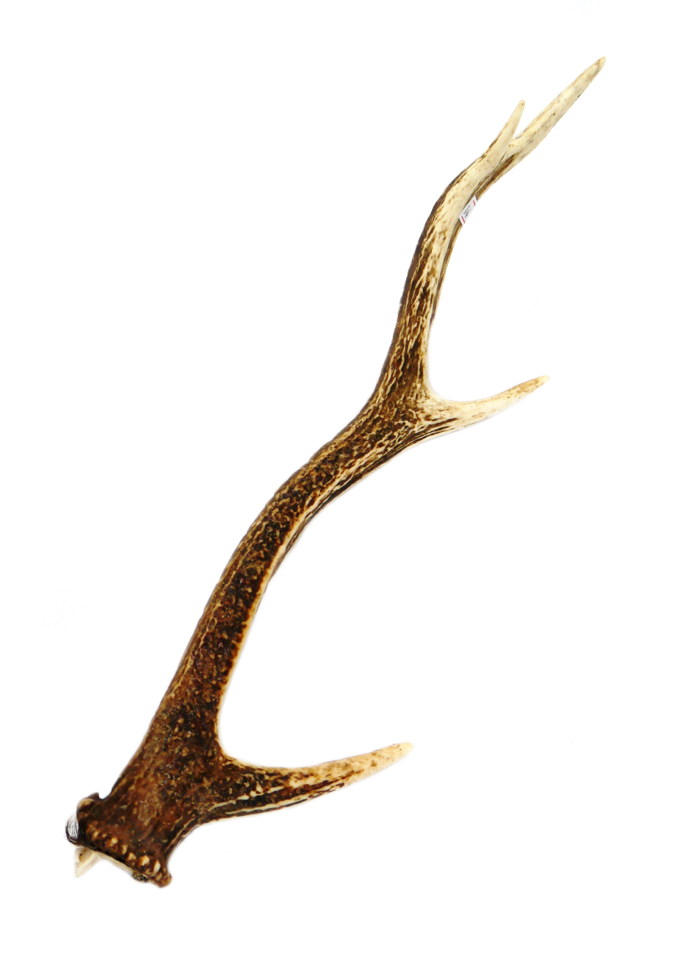 えぞ鹿の角 加工用 北海道産天然鹿角 中国茶・中国茶器など厳選した銘