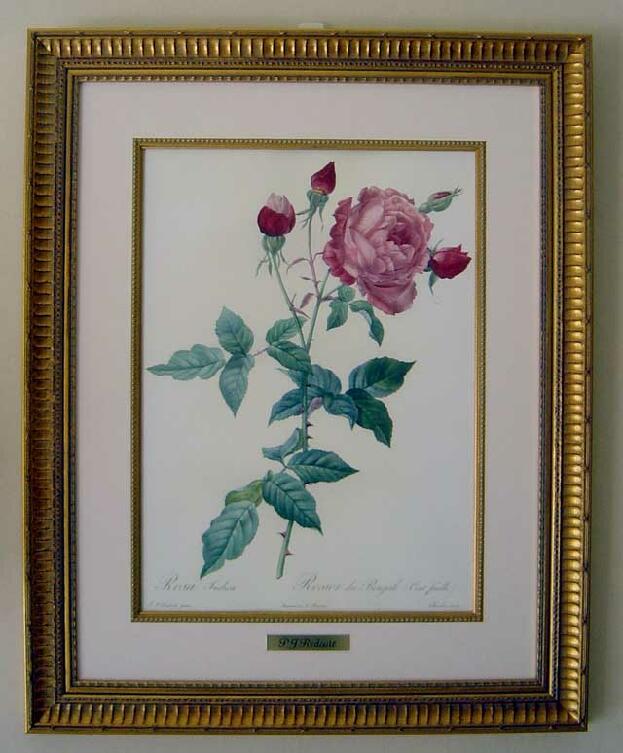 ルドゥーテの薔薇（ルドゥーテローズ）のボタニカルアート＆薔薇の額絵