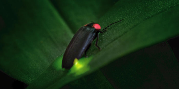 ホタルがいる森・鎌倉広町緑地 | 江ノ島タクシー株式会社