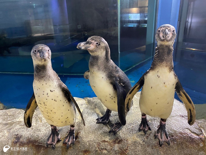 えのすいペンギン界のZ世代 | えのすいトリーター日誌 | 新江ノ島水族館