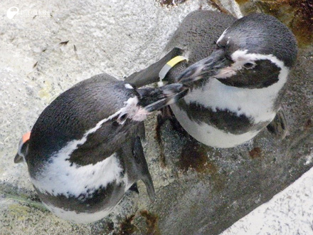 えのすいペンギン界のZ世代 | えのすいトリーター日誌 | 新江ノ島水族館