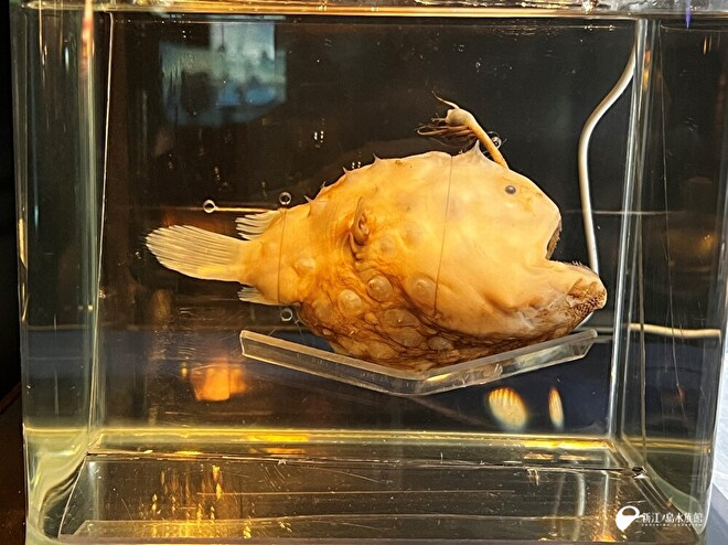 関節が動く標本に | えのすいトリーター日誌 | 新江ノ島水族館