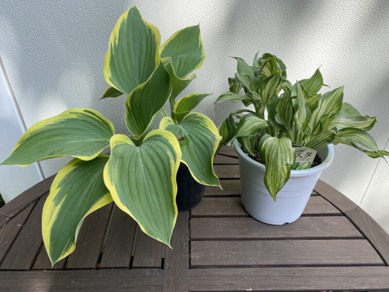 ギボウシ｜Fgreen