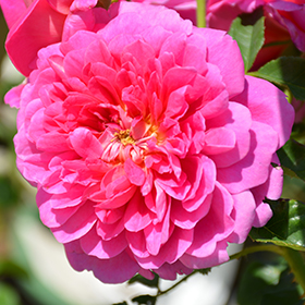 All Roses – Faddegon's Nursery