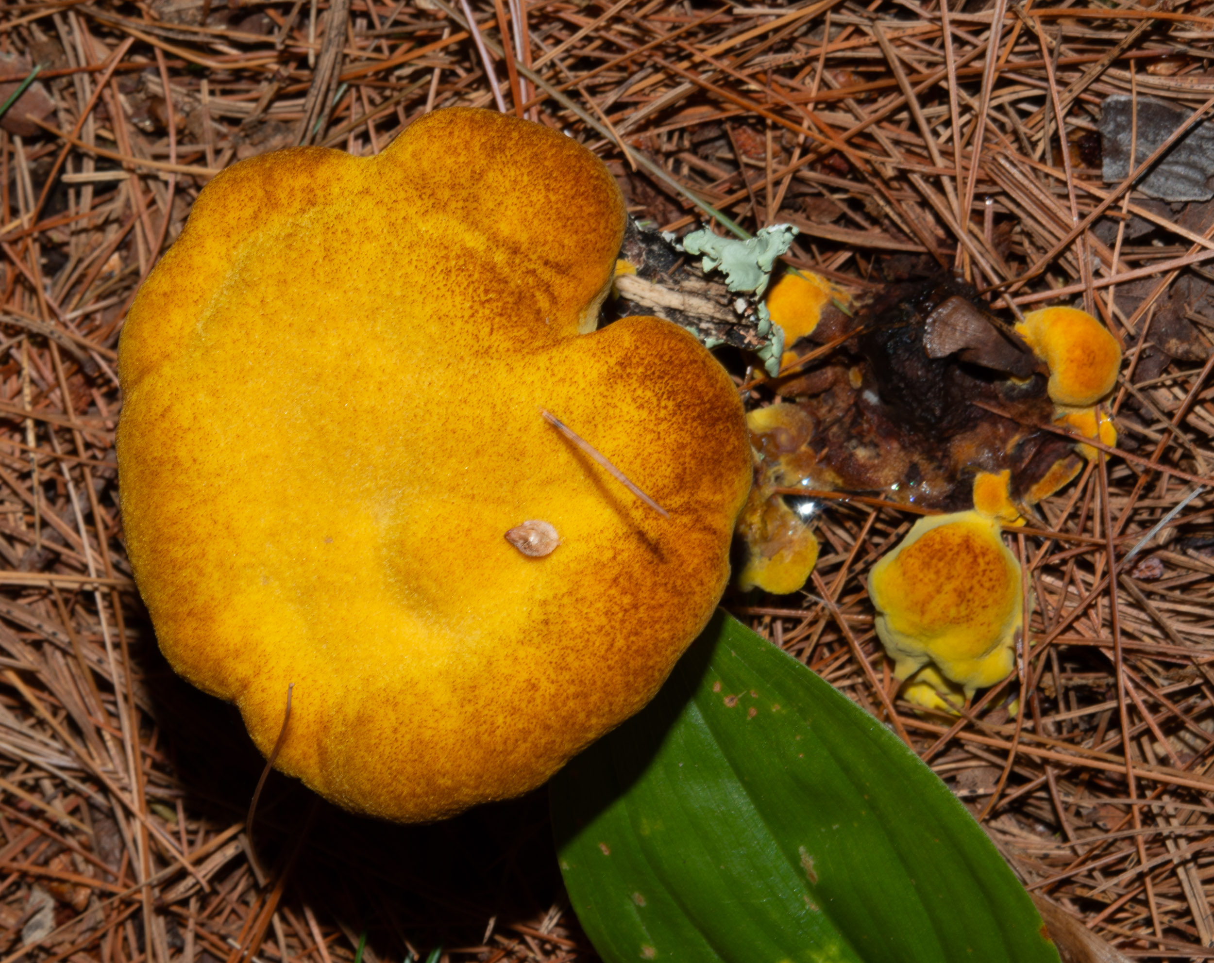 Phaeolus schweinitzii (Velvet-top fungus)