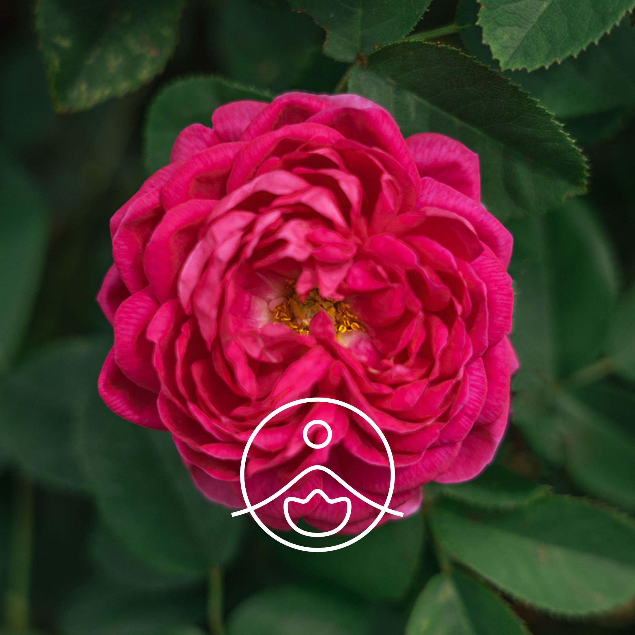 ローズウォーター（ダマスクローズ）オーガニック｜フローラル