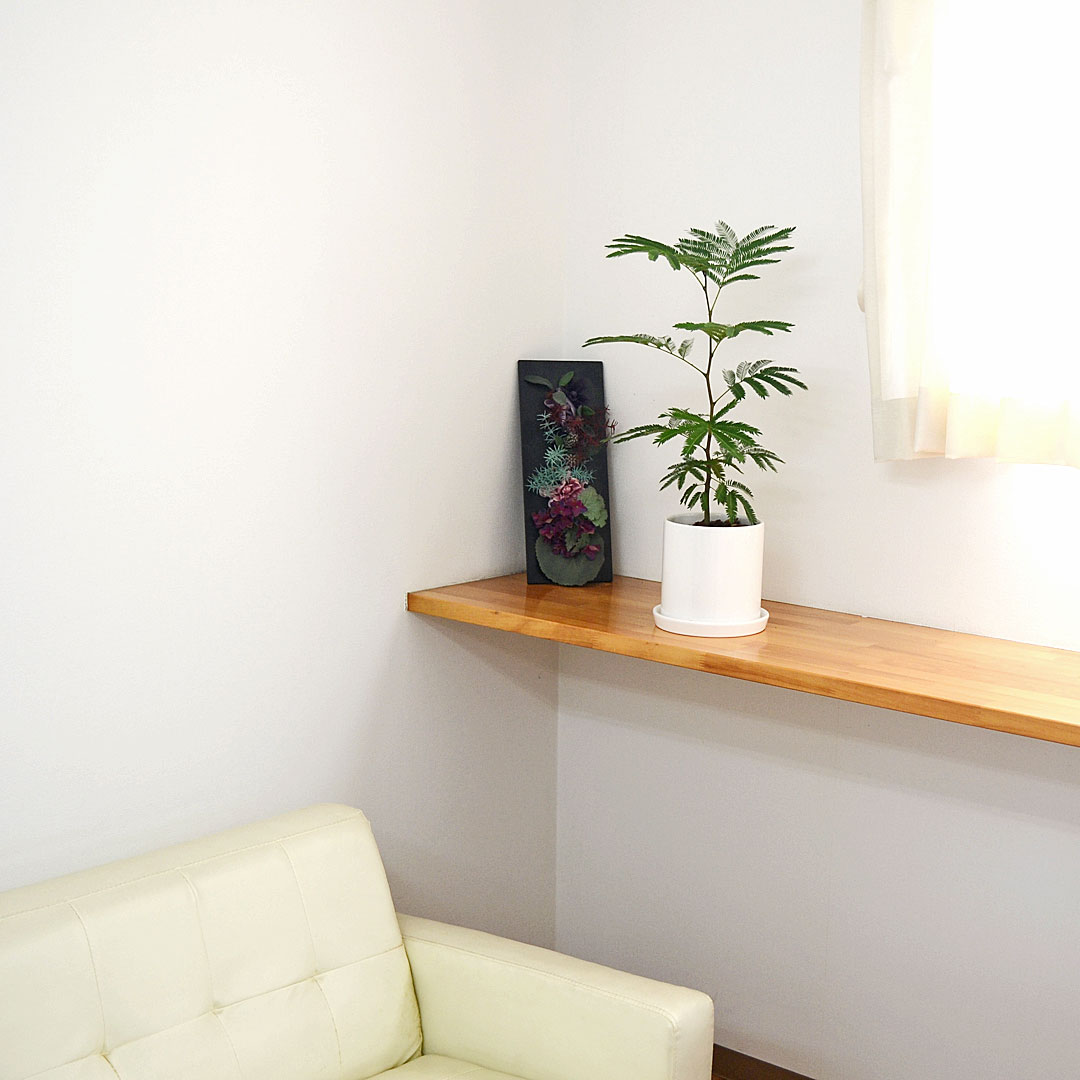 観葉植物の販売・ギフトならフラワーコーポレーション / 観葉植物