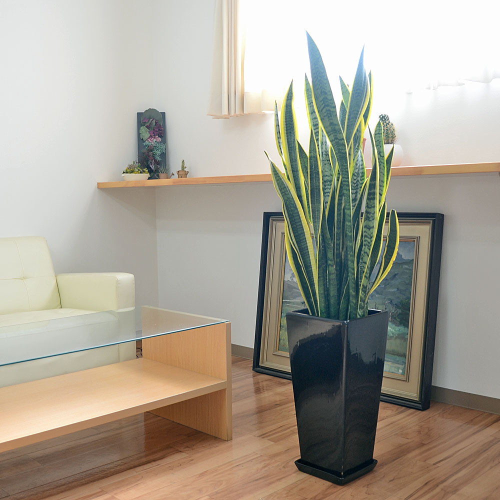 観葉植物の販売・ギフトならフラワーコーポレーション / 観葉植物