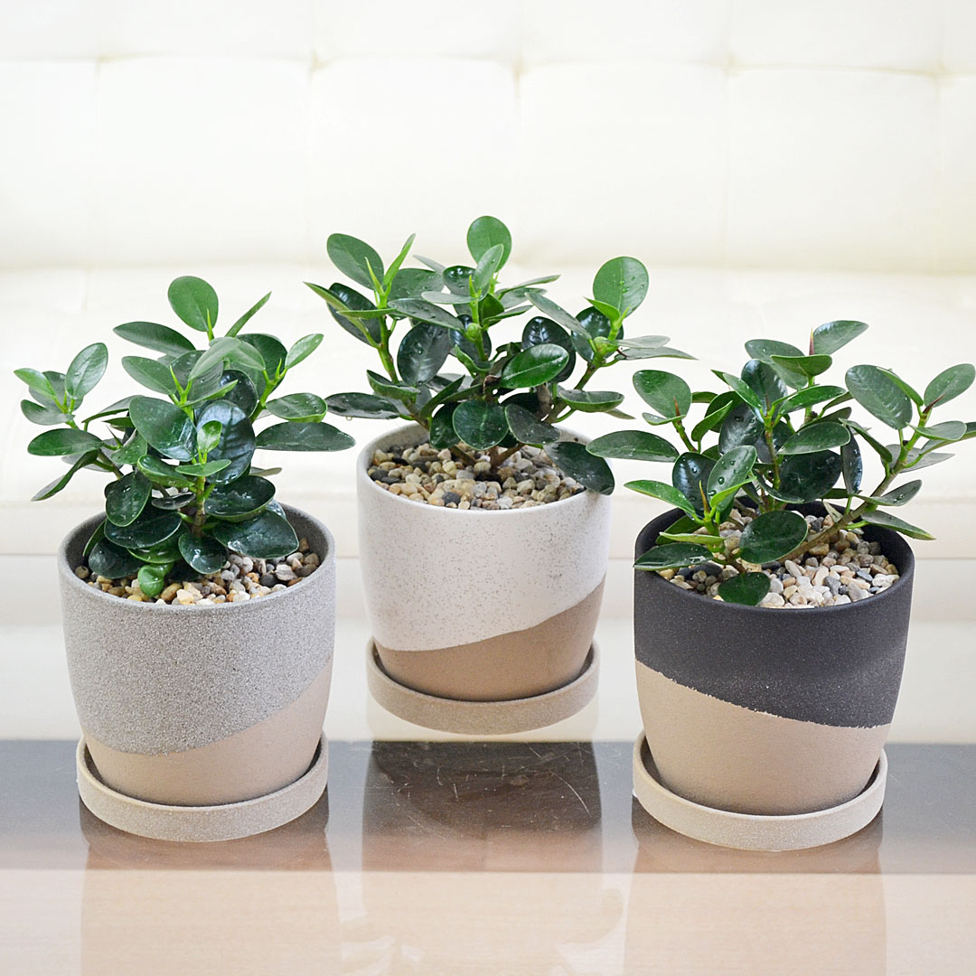 観葉植物の販売・ギフトならフラワーコーポレーション / 観葉植物