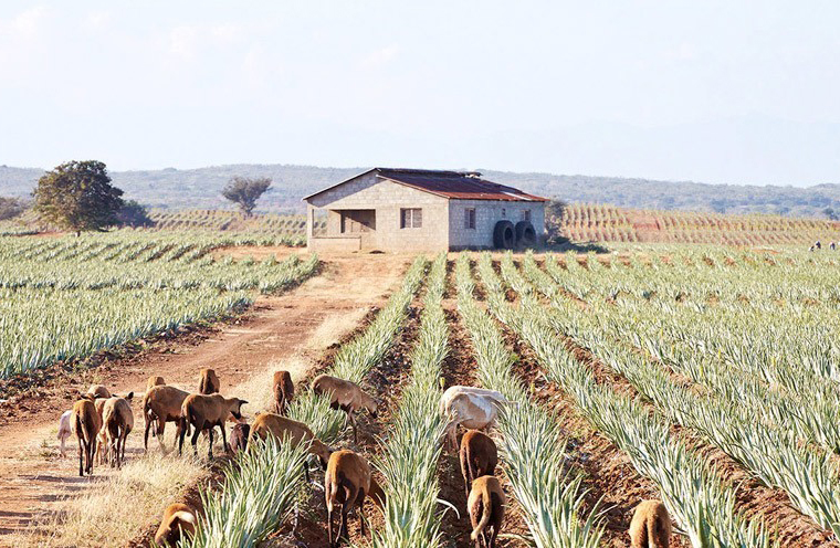 商品紹介 ｜ フォーエバーリビングプロダクツ ジャパン