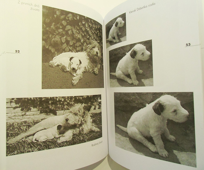 DASENKA cili zivot stenete ダーシェンカあるいは小犬の生活