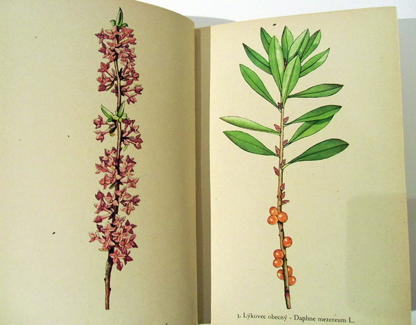 Rostliny （植物） / チェコ絵本のフィネサ・ブックス