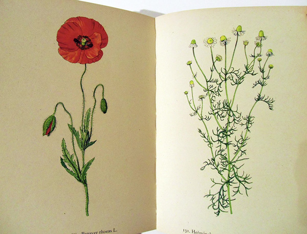 Rostliny （植物） / チェコ絵本のフィネサ・ブックス