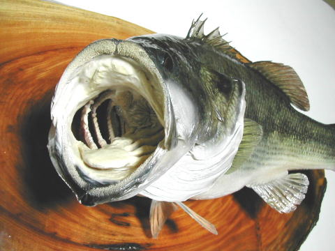 ブラックバス 剥製 剥製工房フィッシュワールド ブラックバス 剥製