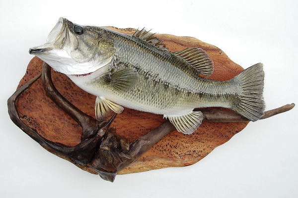 ブラックバス剥製【フィッシュクラフトマツモト】