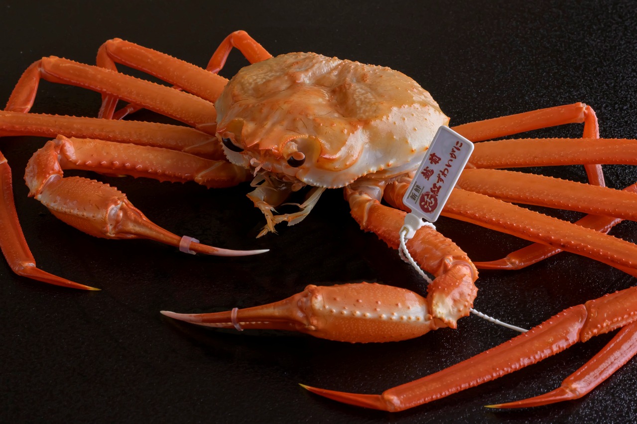 越前町】越前紅ズワイガニ解禁フェア2025｜イベント｜えちぜん観光ナビ