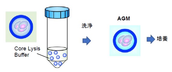細胞3Dカプセル化技術の最新ソリューション | 動物細胞用AGM