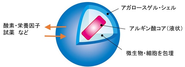 細胞3Dカプセル化技術の最新ソリューション | 動物細胞用AGM