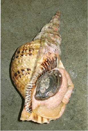 知恵の輪-カ イ （ホラガイ）