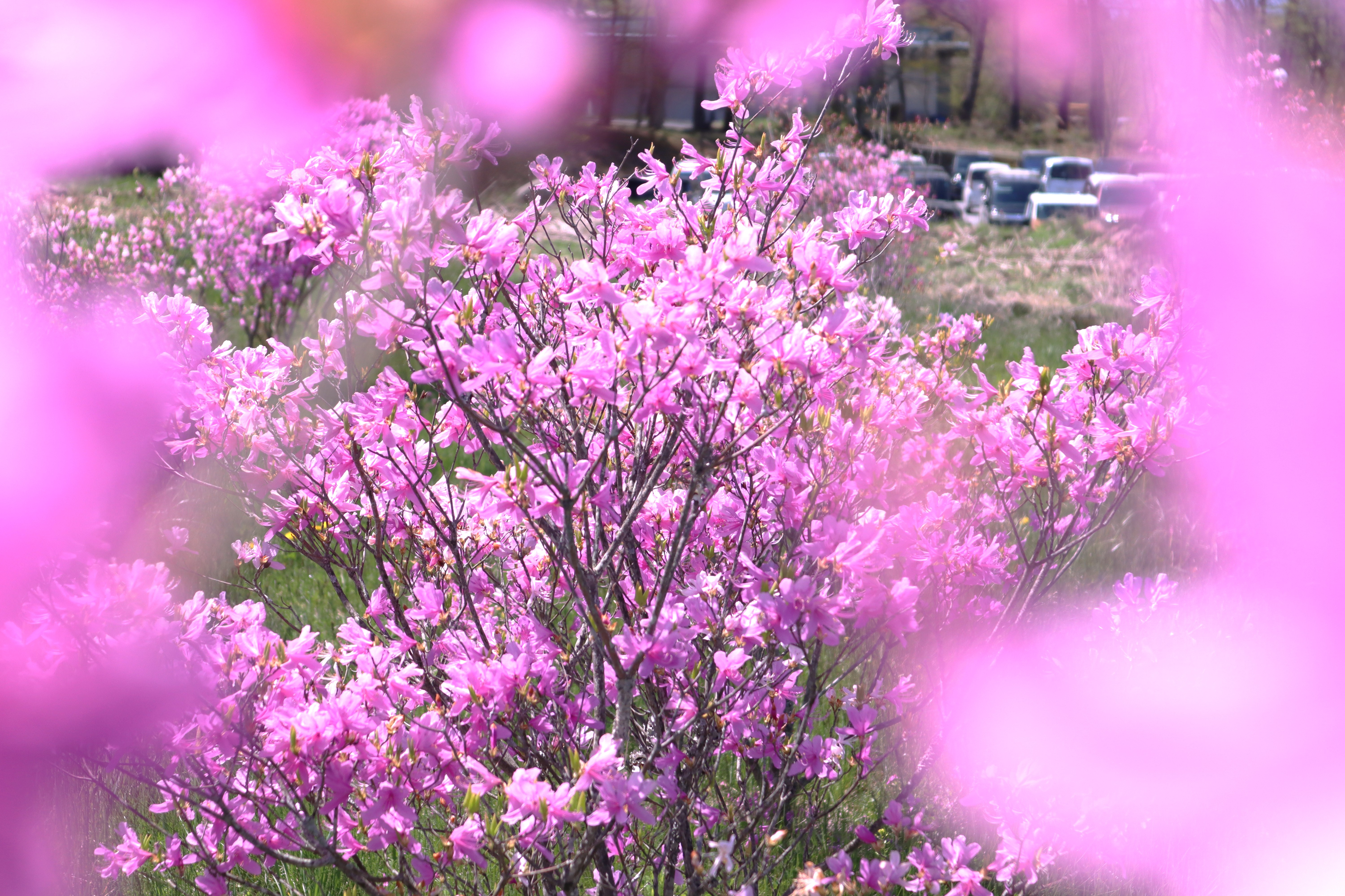 FPLの山野草④～ミツバツツジ～ | ファナックパートロニクス株式会社