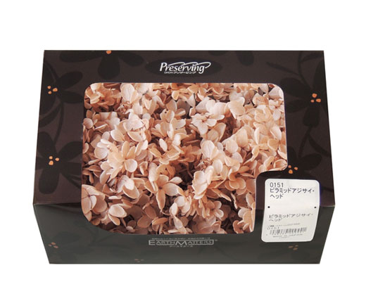 大地農園・ピラミッドアジサイ・シャンパン | プリザーブドフラワーKnext