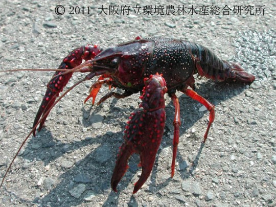 アメリカザリガニ ｜ 甲殻類（エビ・カニ）図鑑 ｜ 図鑑 ｜ 大阪府立