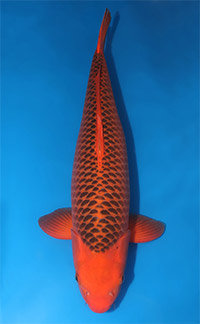 ZNA Potomac Koi Show - Kodama Koi Garden