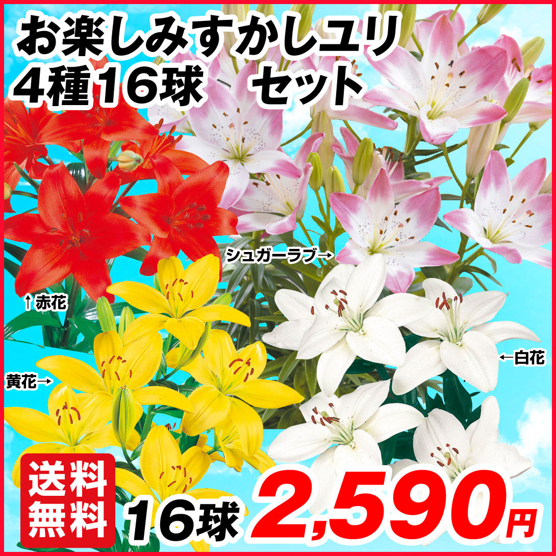 国華園オンラインショップ / ユリ 球根 お楽しみすかしユリセット 4種