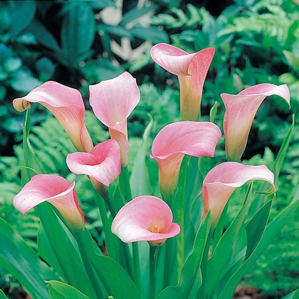 国華園オンラインショップ / 春植え球根 カラー 畑地性カラー人気色