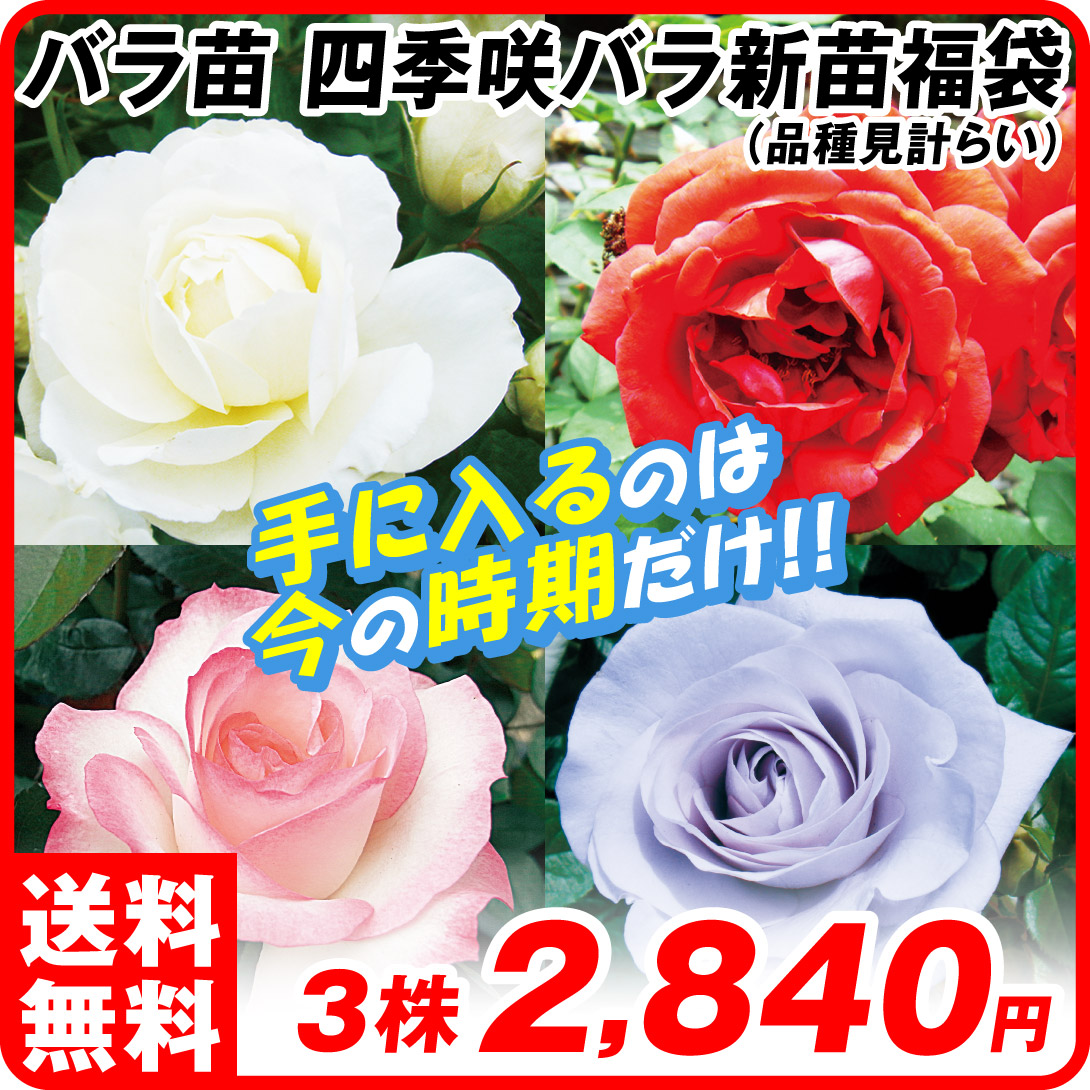 国華園オンラインショップ / バラ苗 四季咲バラ新苗福袋（品種見計らい