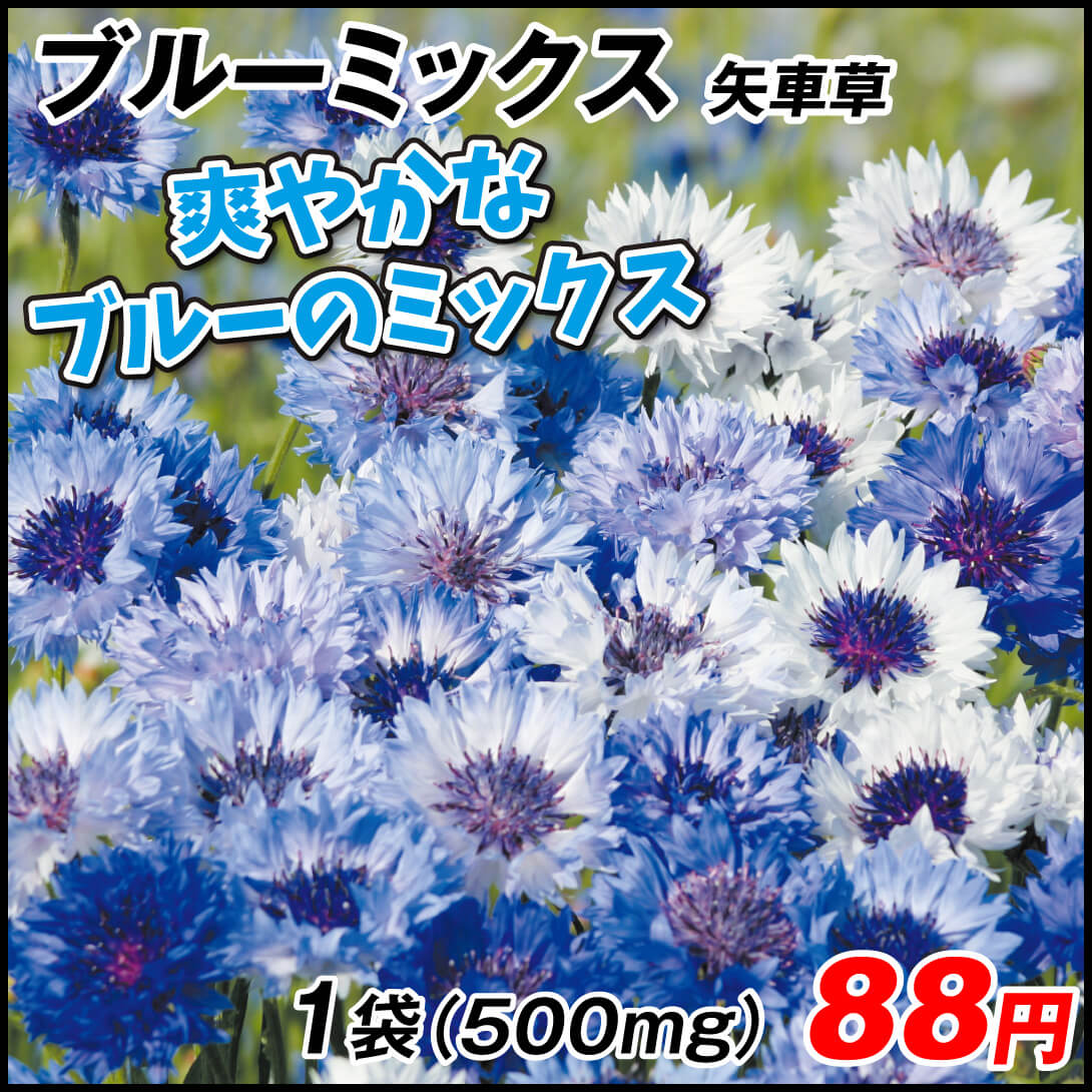 国華園オンラインショップ / 種 花たね 矢車草 ブルーミックス 1袋