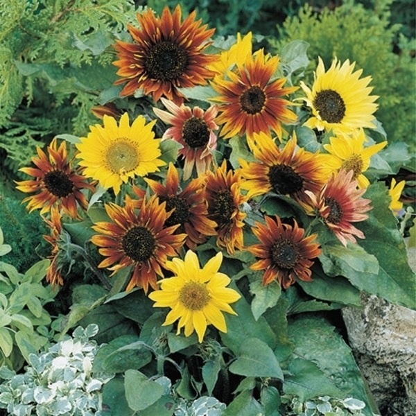 国華園オンラインショップ / 種 花たね ひまわり 低草丈混合 1袋(500mg)