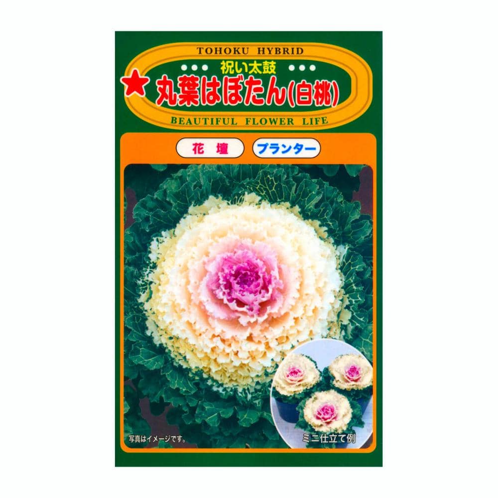 トーホク交配 ハボタン種子 F1 丸葉はぼたん 白桃 の通販
