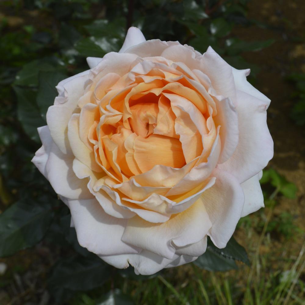 バラ予約】 バラ大苗 G．D．ルイーズ （グランドダッチェスルイーズ