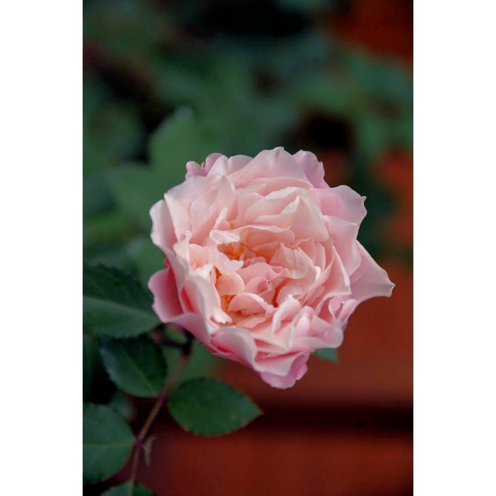 完売御礼【バラ予約】 バラ大苗 ダフネ 予約特典付き 【申込期限：2月