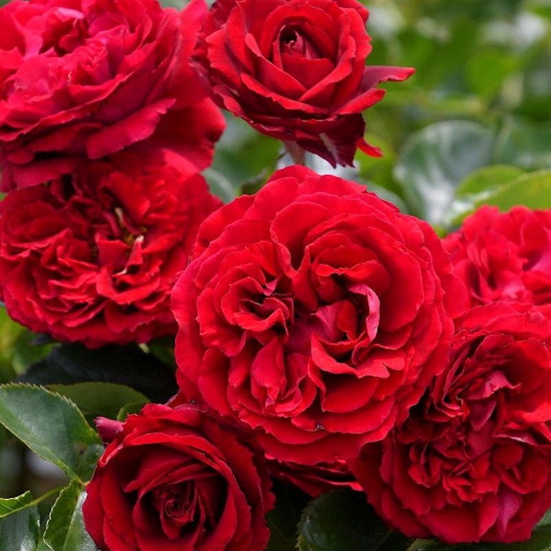 バラ予約】 バラ大苗 プランタジネット 予約特典付き 【申込期限：2月