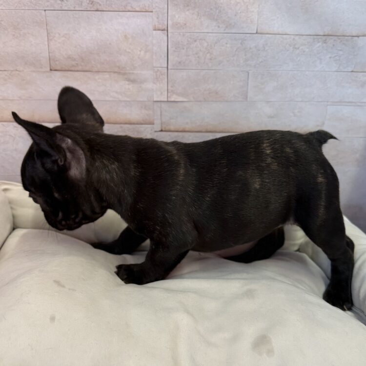 L26-369 - ペットショップ ケン & ワン