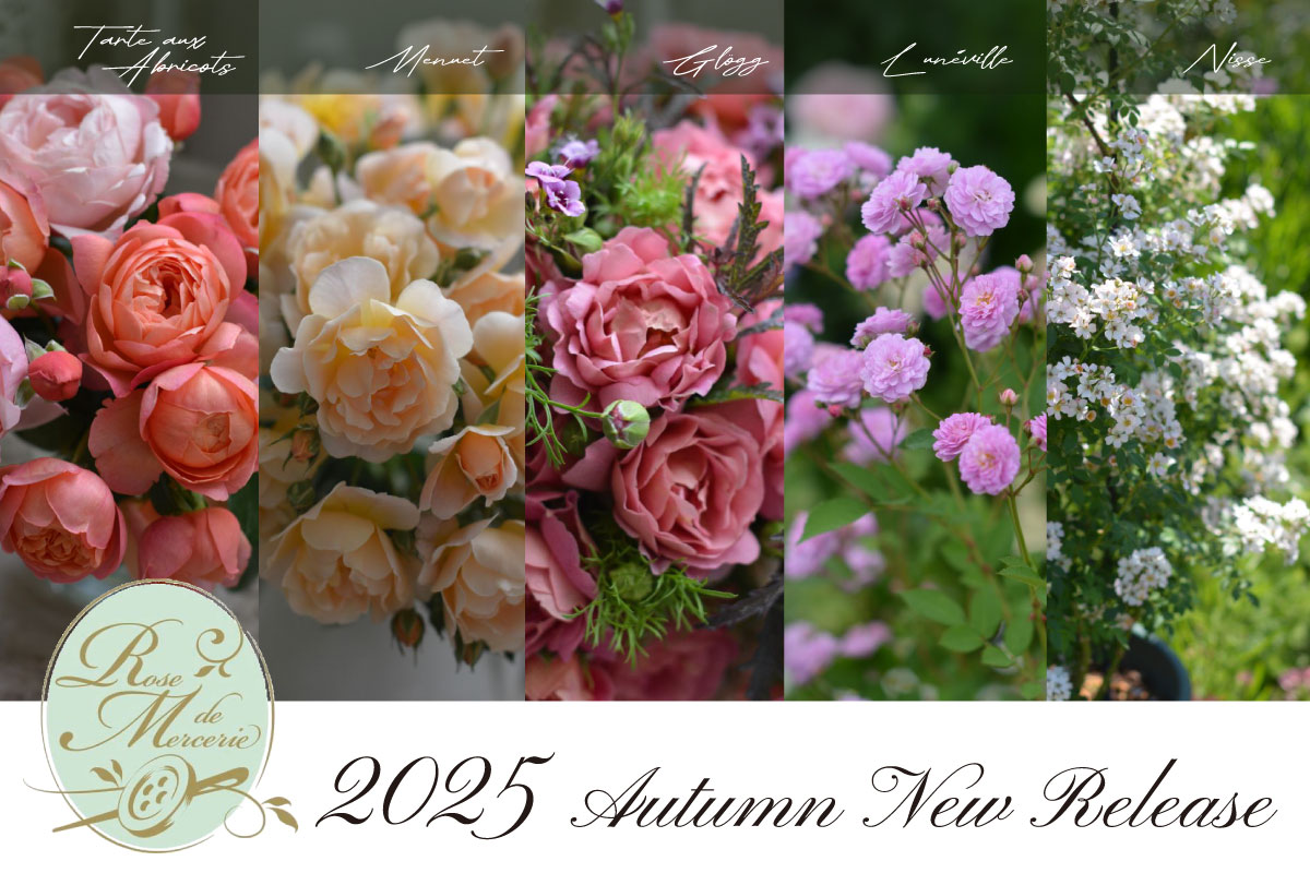 ローズ・ドゥ・メルスリー2025秋新品種発表 | 河本バラ園