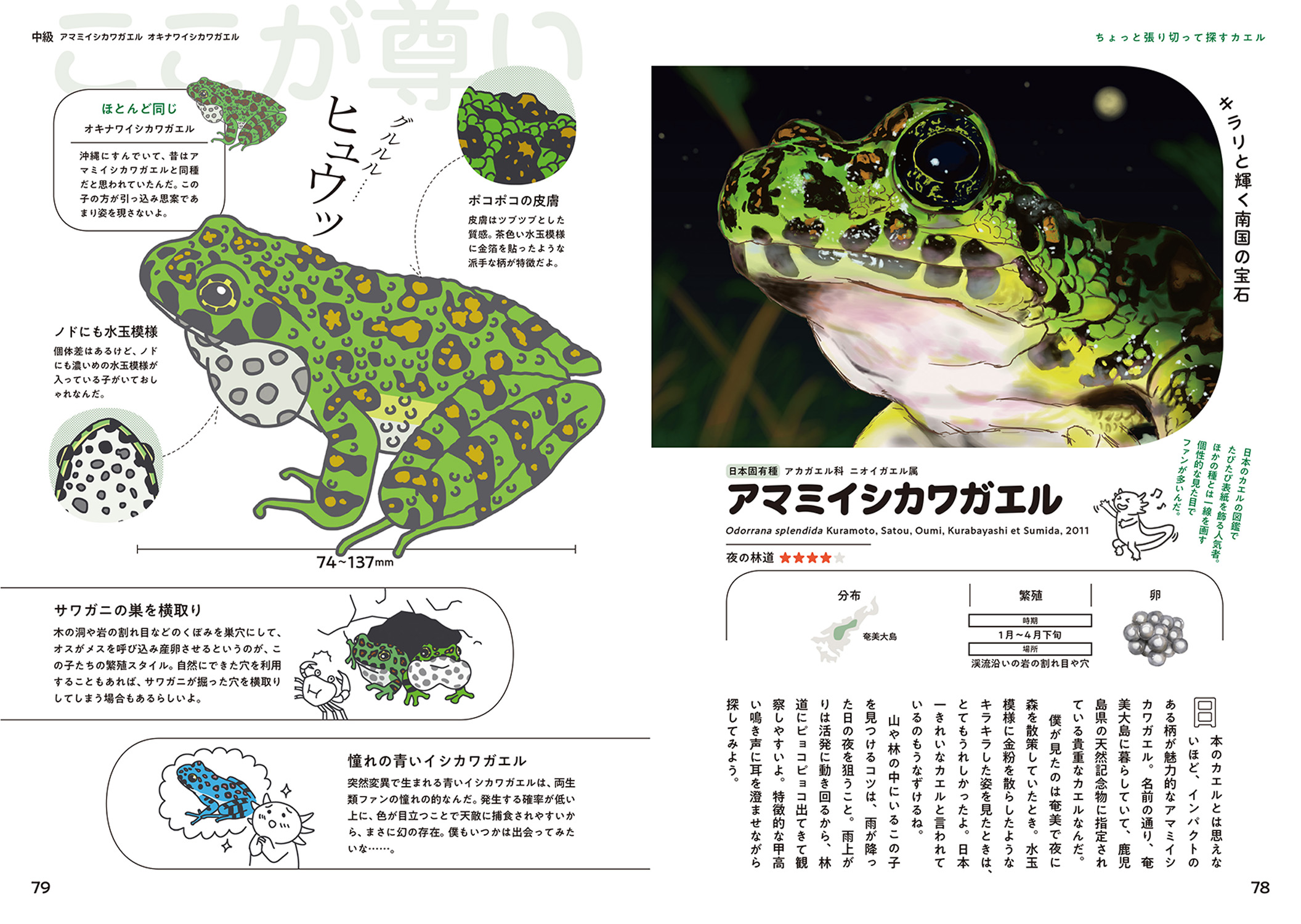 日本のカエル48 偏愛図鑑 :迫野 貴大 | 河出書房新社