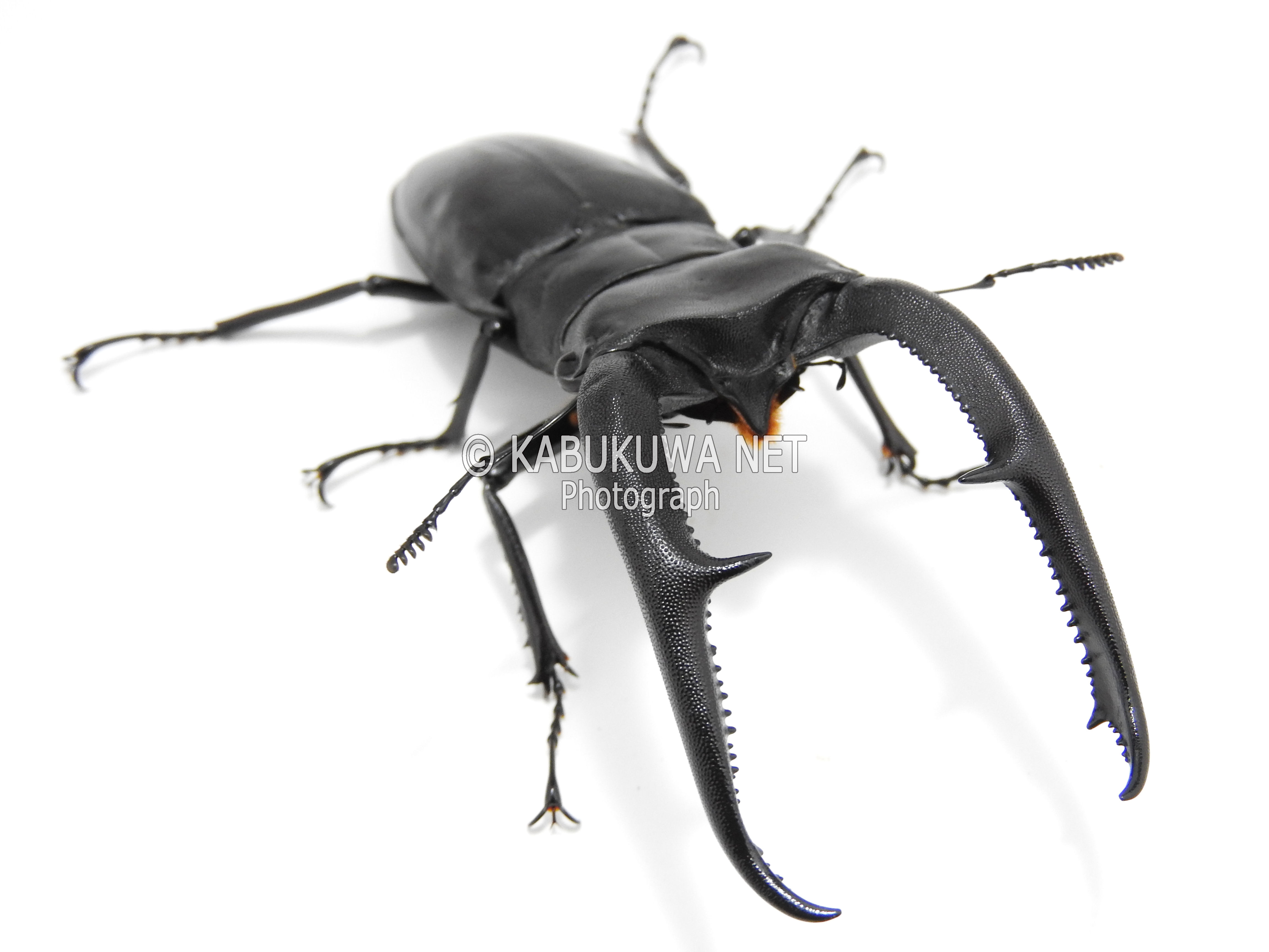 極美品】ムシキング マンディブラリスフタマタクワガタ 2004ファースト