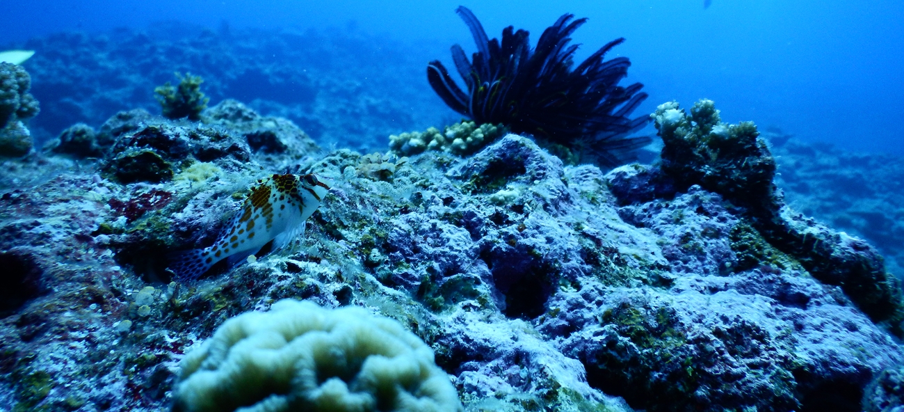 Oh Splash オースプラッシュ スパークリング 海中熟成酒 720mll