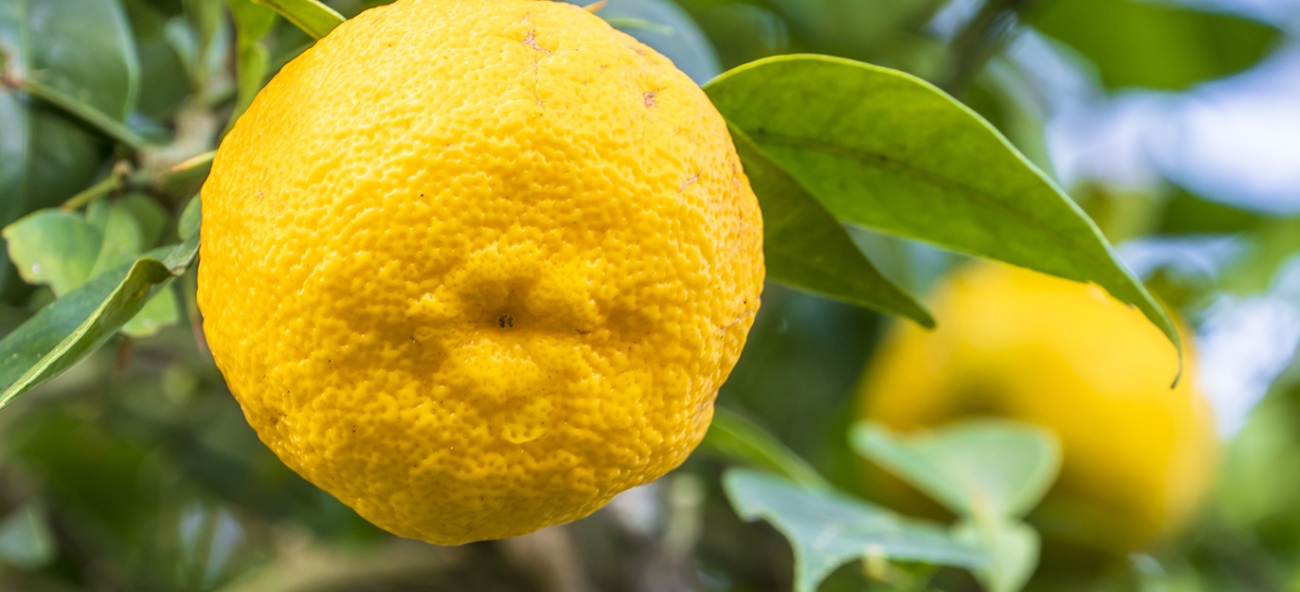 和歌のめぐみ 龍神の柚子酒 極 スパークリング 720ml | 世界一統