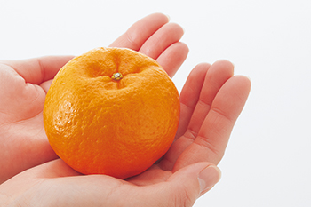 ポンカン | みかん大事典 | みかんのことなら「のま果樹園