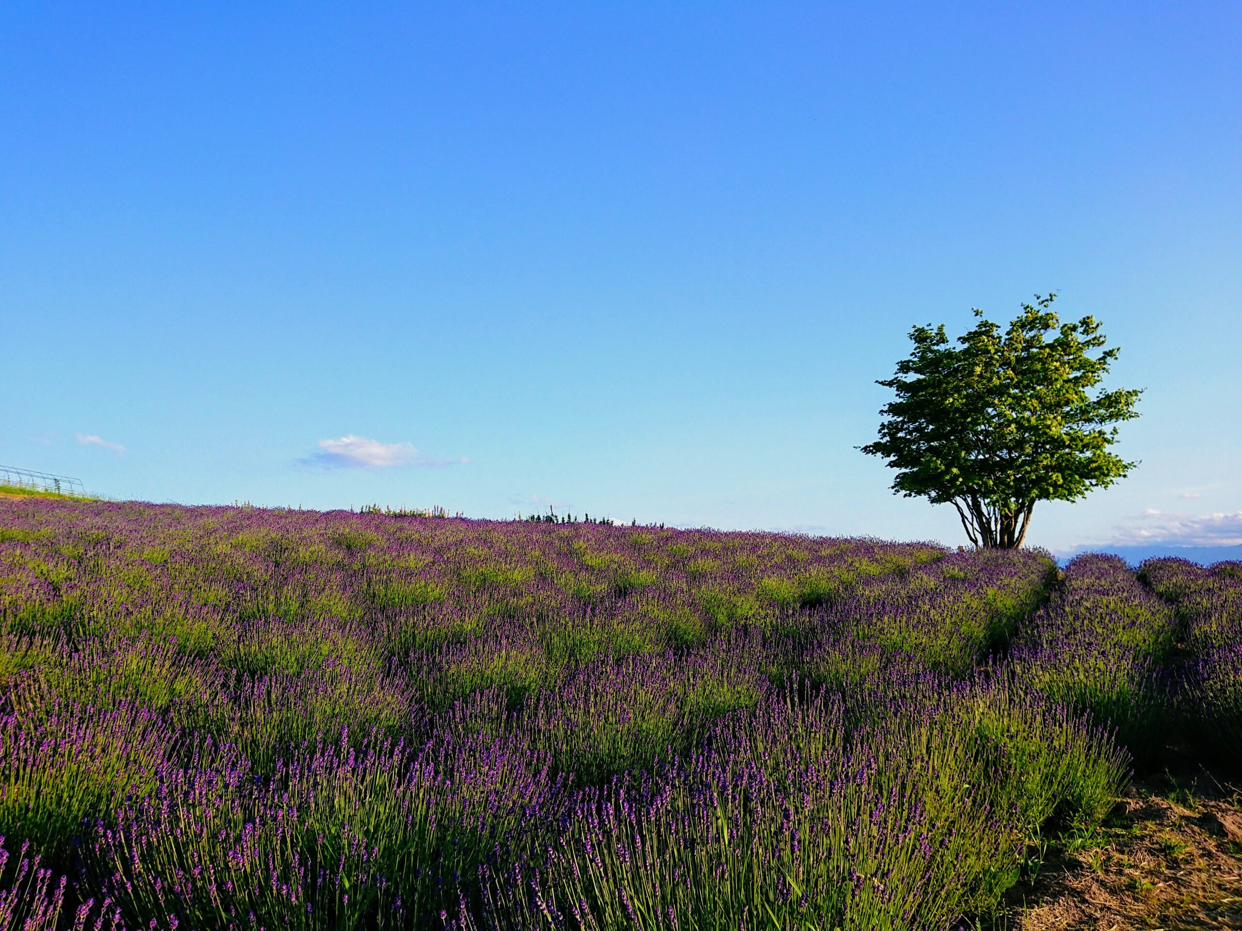 のんのん様おまとめ2点【花台オブジェ、屋根付きラダー】 フラワー