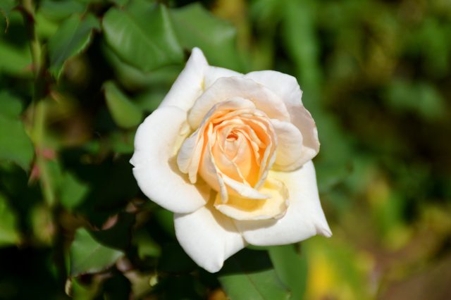 2024年10月31日(木)バラ園の様子｜フラワーだより｜ 小田原フラワー