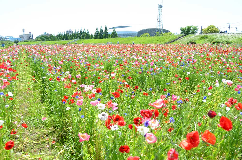 色鮮やかなポピーやヤグルマギク、風にそよぐ 相模川河川敷で見頃