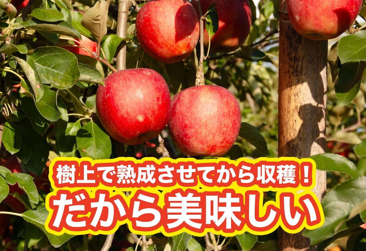 山形県 朝日町産【自家用】樹上完熟サンふじ＜5kg＞14玉～23玉